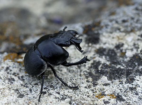 Rebschneider (Lethrus apterus)