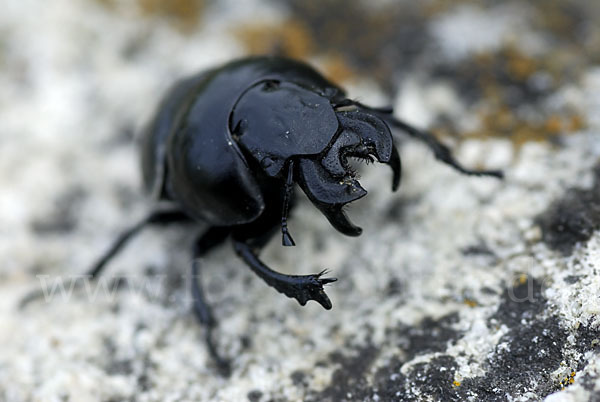 Rebschneider (Lethrus apterus)