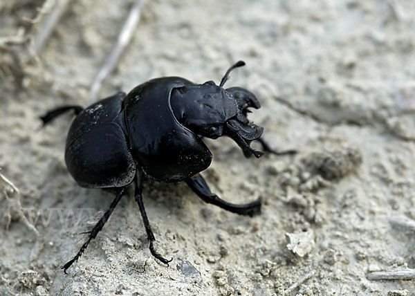 Rebschneider (Lethrus apterus)