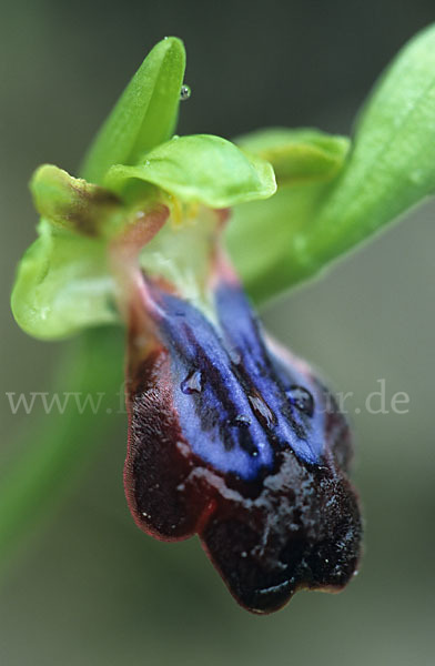 Regenbogen-Ragwurz (Ophrys iricolor)