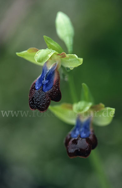 Regenbogen-Ragwurz (Ophrys iricolor)