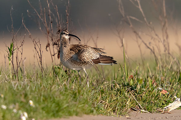 Regenbrachvogel (Numenius phaeopus)