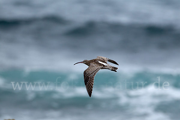 Regenbrachvogel (Numenius phaeopus)