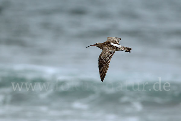 Regenbrachvogel (Numenius phaeopus)