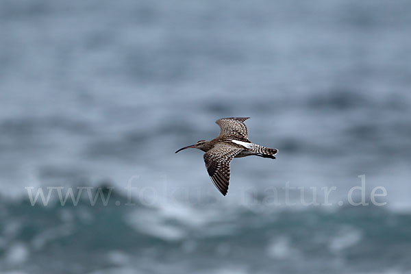 Regenbrachvogel (Numenius phaeopus)