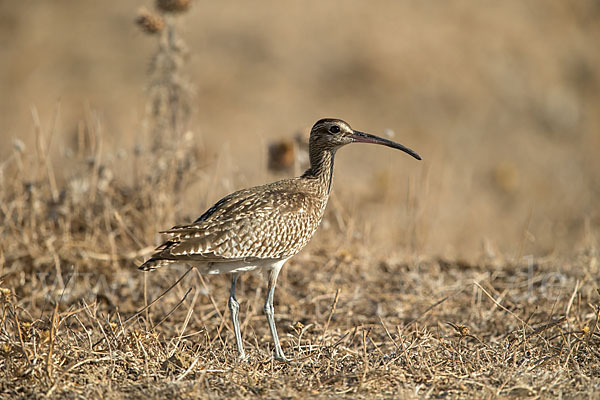 Regenbrachvogel (Numenius phaeopus)