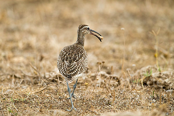 Regenbrachvogel (Numenius phaeopus)