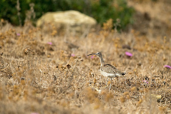 Regenbrachvogel (Numenius phaeopus)