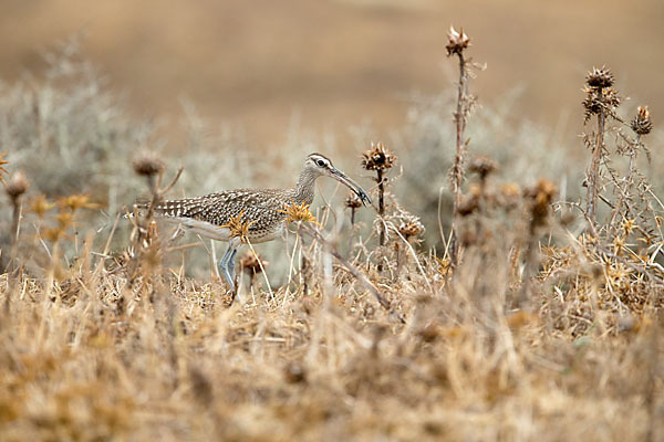 Regenbrachvogel (Numenius phaeopus)