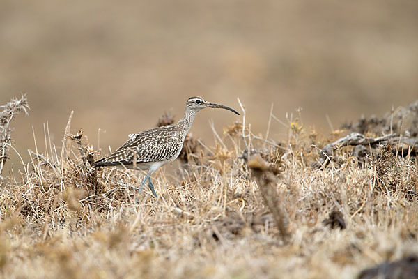 Regenbrachvogel (Numenius phaeopus)