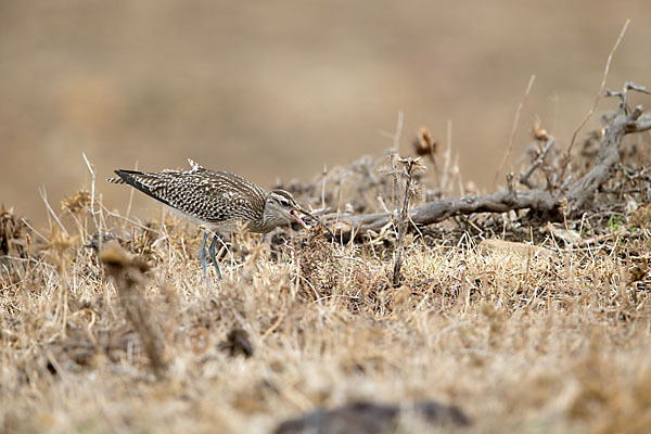 Regenbrachvogel (Numenius phaeopus)