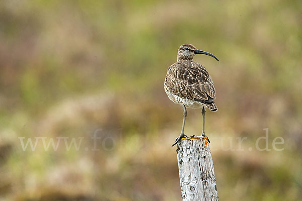 Regenbrachvogel (Numenius phaeopus)