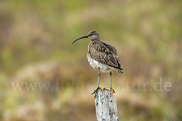 Regenbrachvogel (Numenius phaeopus)