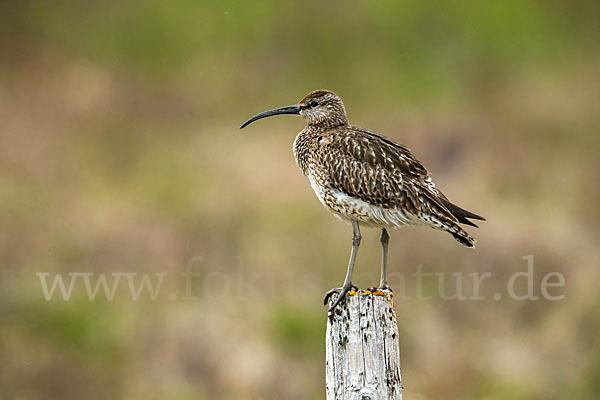 Regenbrachvogel (Numenius phaeopus)