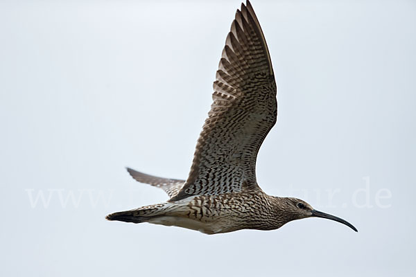 Regenbrachvogel (Numenius phaeopus)