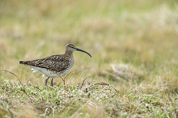 Regenbrachvogel (Numenius phaeopus)