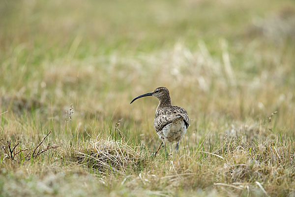 Regenbrachvogel (Numenius phaeopus)