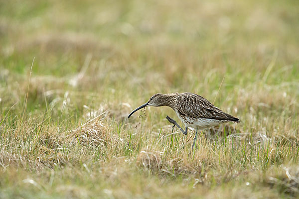 Regenbrachvogel (Numenius phaeopus)