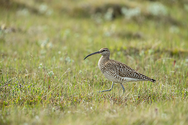 Regenbrachvogel (Numenius phaeopus)