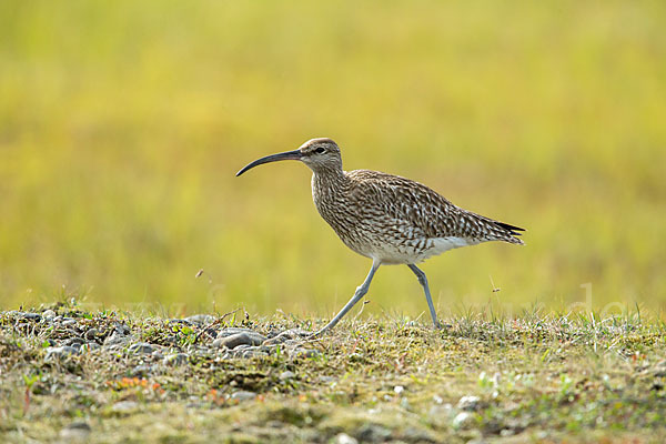 Regenbrachvogel (Numenius phaeopus)