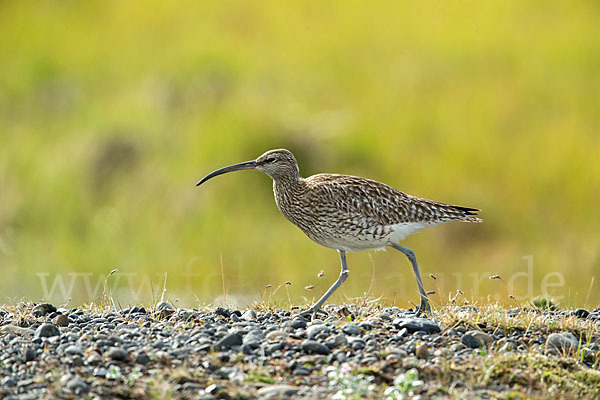 Regenbrachvogel (Numenius phaeopus)