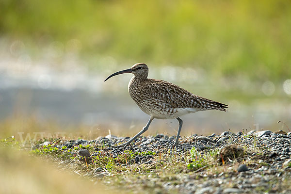 Regenbrachvogel (Numenius phaeopus)