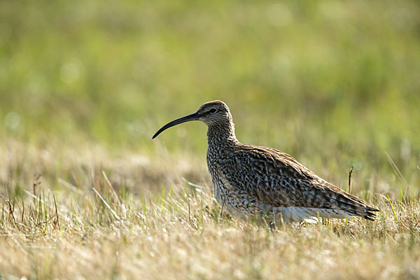 Regenbrachvogel (Numenius phaeopus)