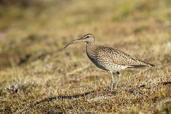 Regenbrachvogel (Numenius phaeopus)