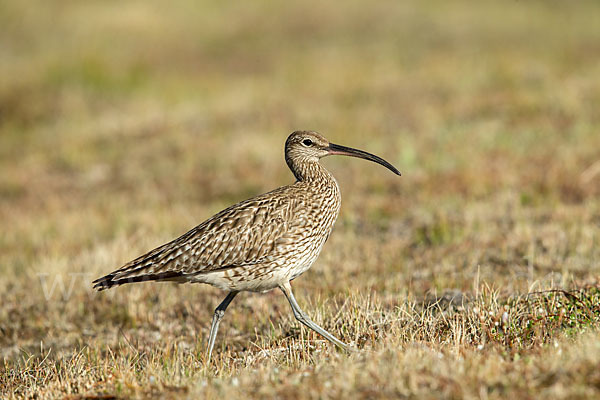 Regenbrachvogel (Numenius phaeopus)