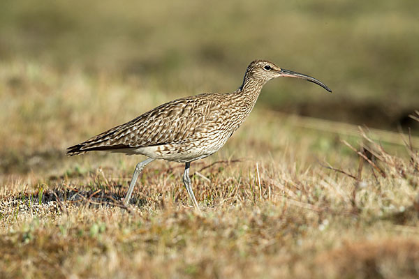 Regenbrachvogel (Numenius phaeopus)