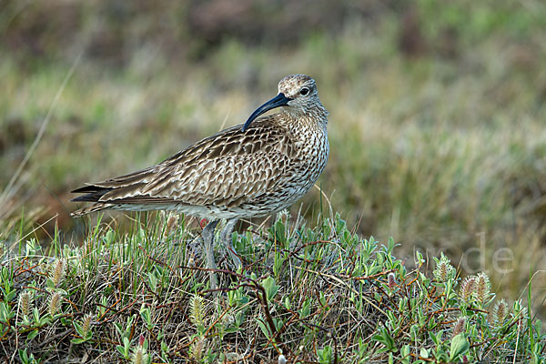 Regenbrachvogel (Numenius phaeopus)