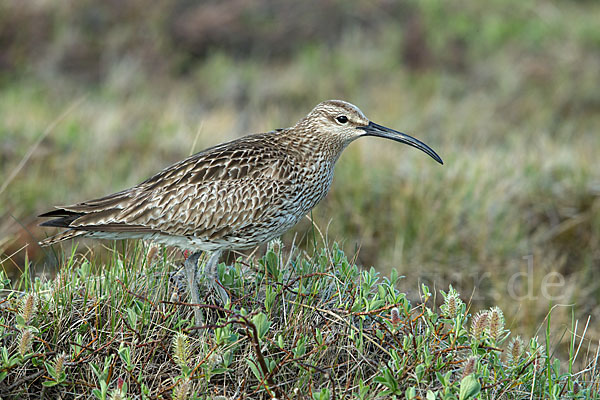 Regenbrachvogel (Numenius phaeopus)