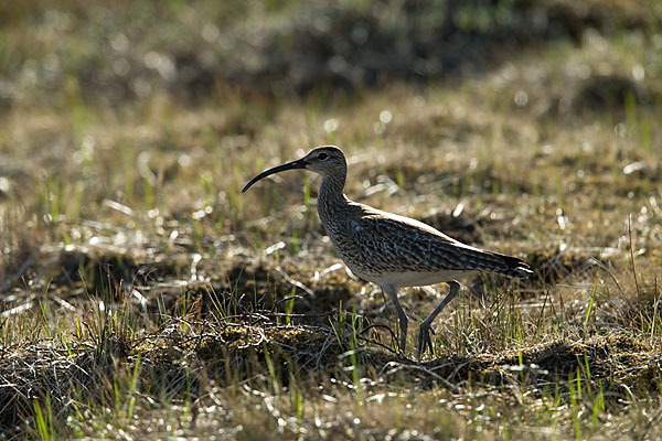 Regenbrachvogel (Numenius phaeopus)