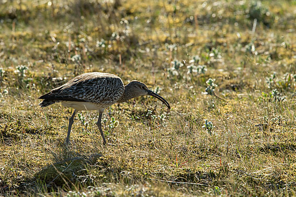 Regenbrachvogel (Numenius phaeopus)