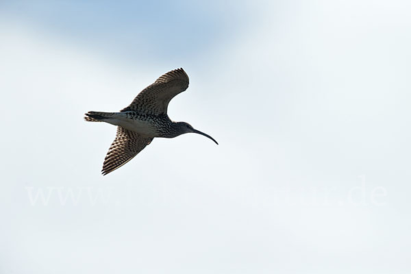 Regenbrachvogel (Numenius phaeopus)