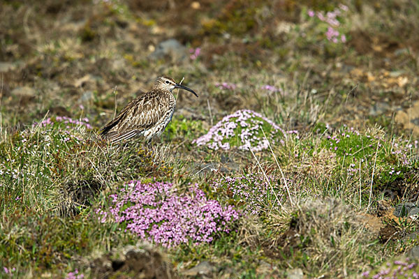 Regenbrachvogel (Numenius phaeopus)