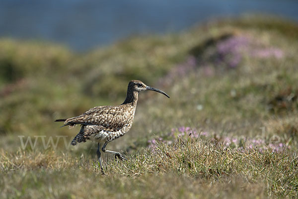 Regenbrachvogel (Numenius phaeopus)