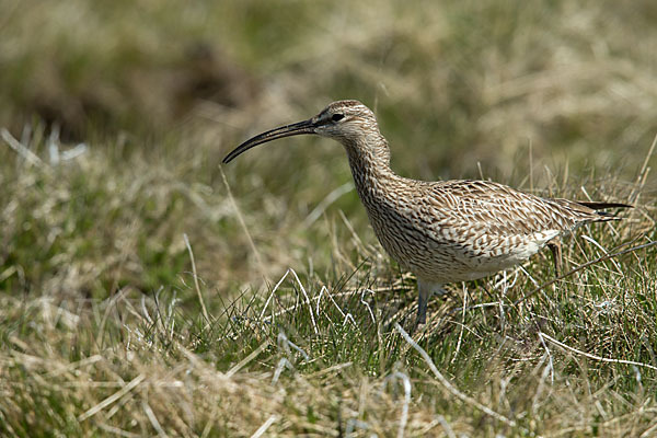 Regenbrachvogel (Numenius phaeopus)