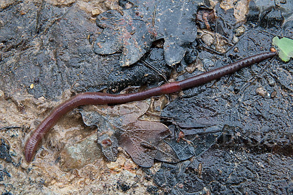 Regenwurm (Lumbricidae spec.)