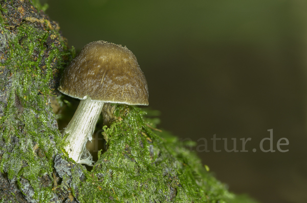 Rehbrauner Dachpilz (Pluteus cervinus)