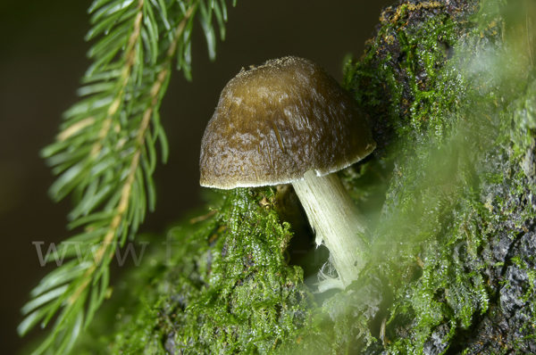 Rehbrauner Dachpilz (Pluteus cervinus)