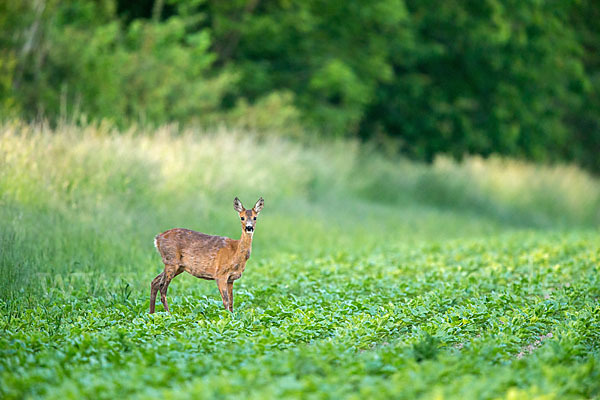 Rehwild (Capreolus capreolus)