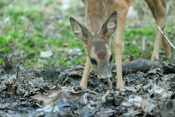 Rehwild (Capreolus capreolus)