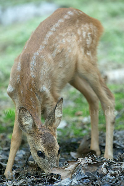 Rehwild (Capreolus capreolus)