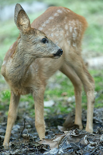 Rehwild (Capreolus capreolus)