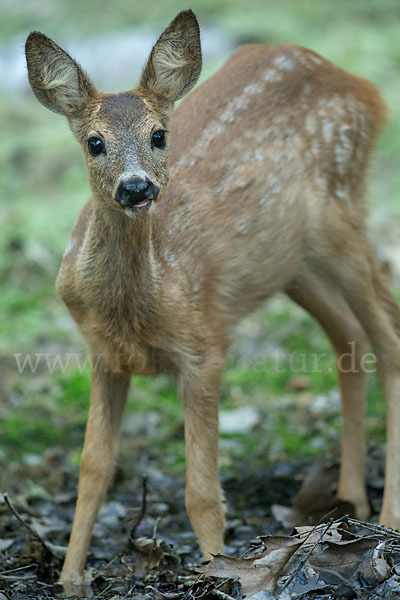 Rehwild (Capreolus capreolus)