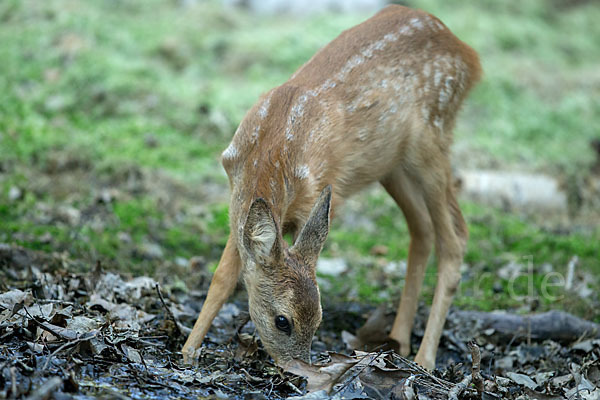 Rehwild (Capreolus capreolus)