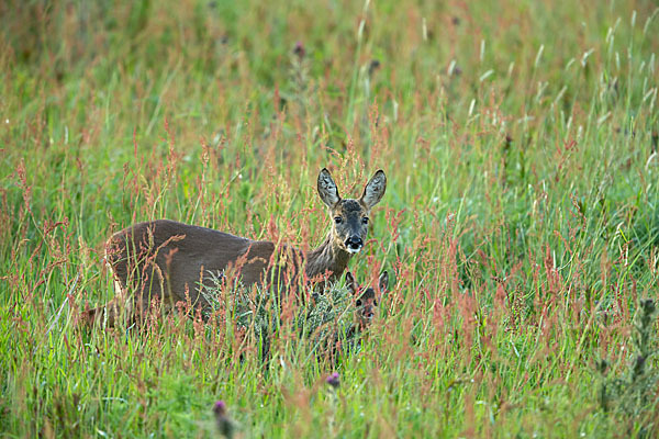 Rehwild (Capreolus capreolus)