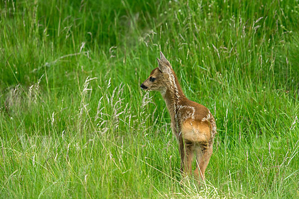 Rehwild (Capreolus capreolus)