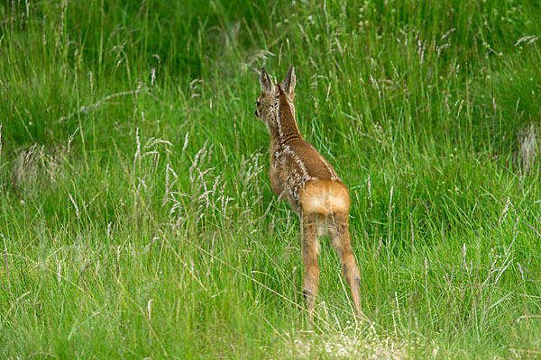 Rehwild (Capreolus capreolus)